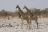 Etosha National Park 