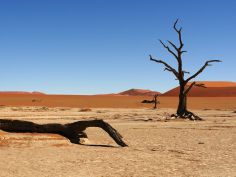 Experience Namibia, Ausflug zum Dead Vlei