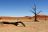 Experience Namibia, Ausflug zum Dead Vlei