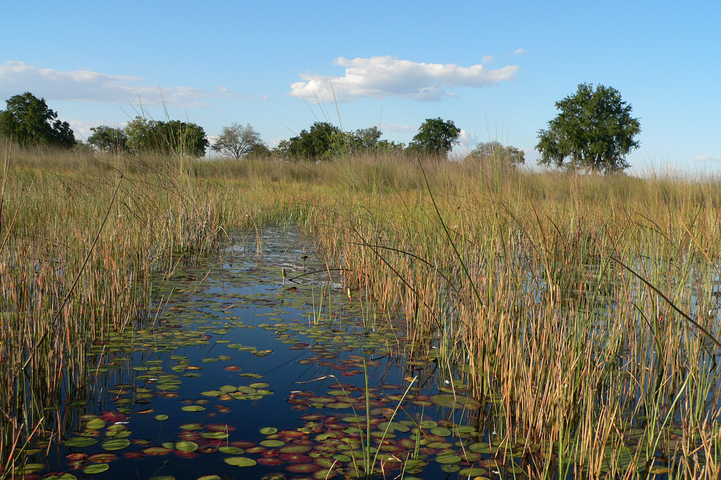 Grand Explorer - Mokoro Ausflung im Okavango Delta