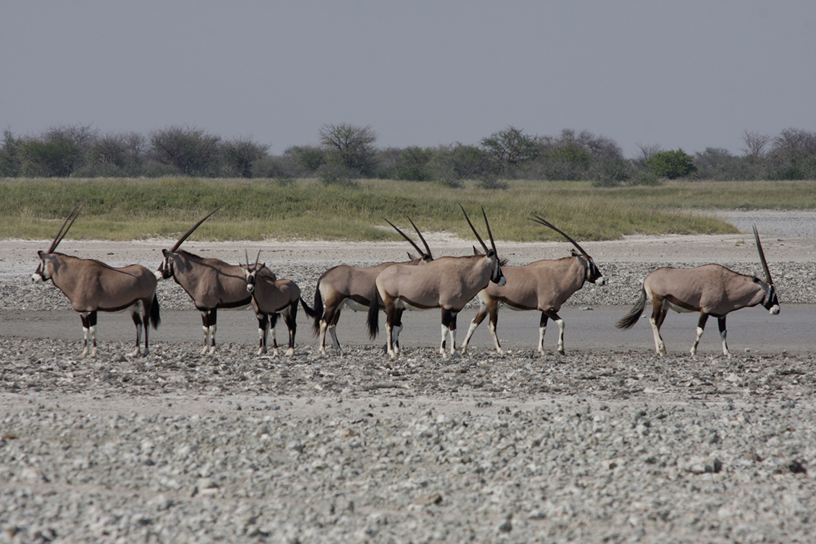 Grand Explorer - Oryx im Makgadikgadi National Park