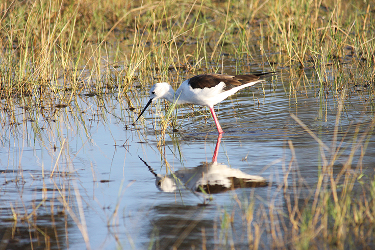 Grand Explorer - Stelzenläufer im Okavango Detla