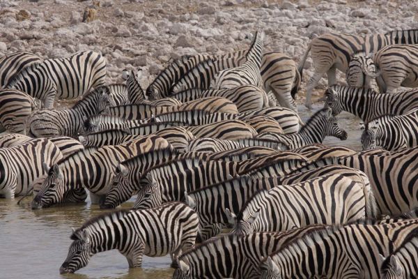 Grand Explorer - Südafrika, Namibia, Botswana &amp; Zimbabwe