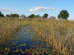 Grand Explorer - Mokoro Ausflung im Okavango Delta
