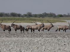 Grand Explorer - Oryx im Makgadikgadi National Park