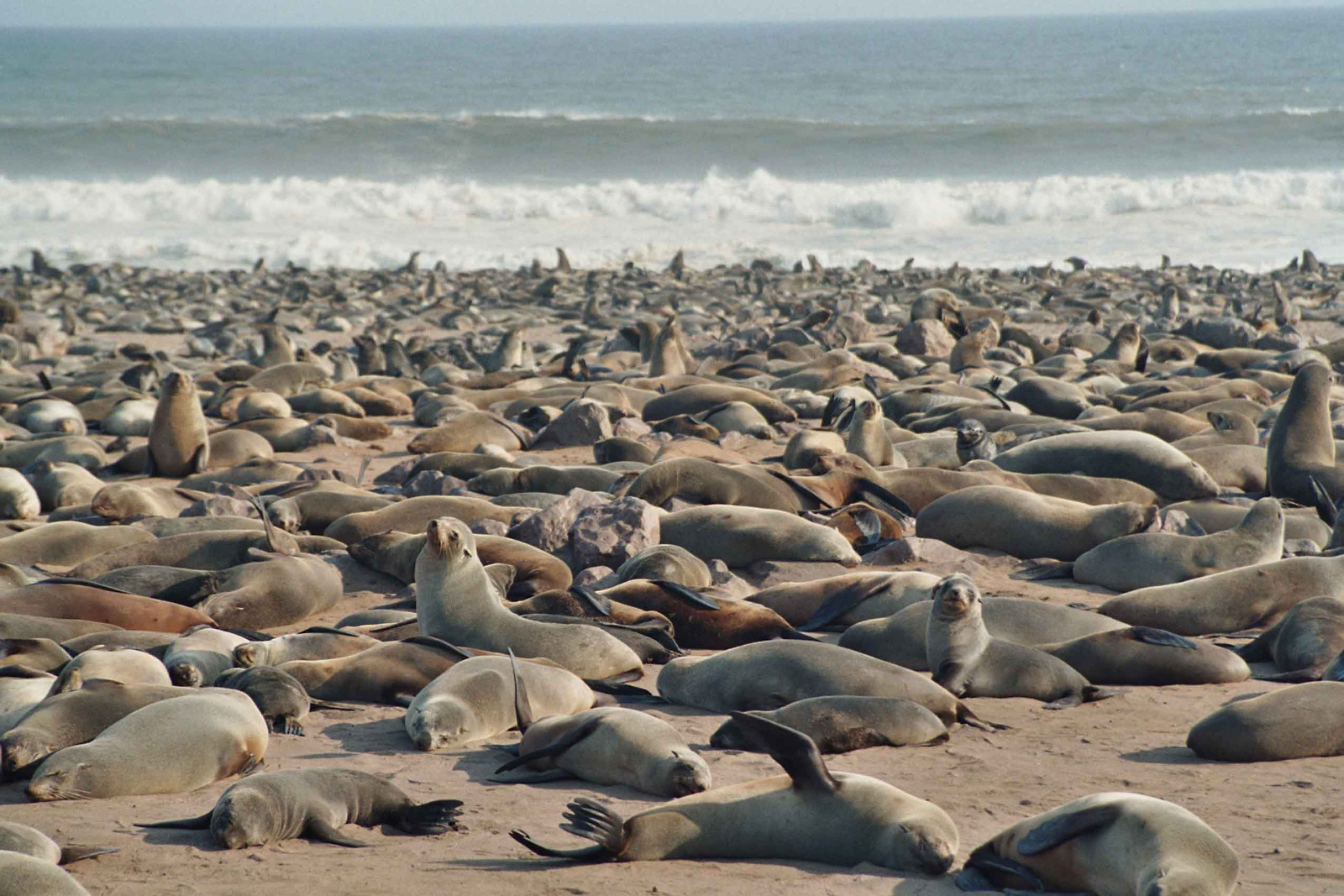 Klassisches Namibia - Cape Cross