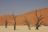 Klassisches Namibia - Dead Vlei