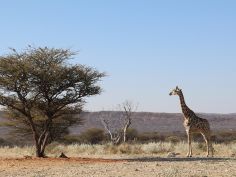 Klassisches Namibia - Etosha National Park