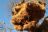 Klassisches Namibia - Siedelweber-Nest in der Kalahari
