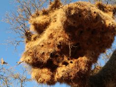 Klassisches Namibia - Siedelweber-Nest in der Kalahari