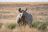 Klassisches Namibia - Spitzmaulnashorn bei Palmwag
