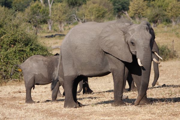 Kultur- und Wildleben im nordöstlichen Namibia