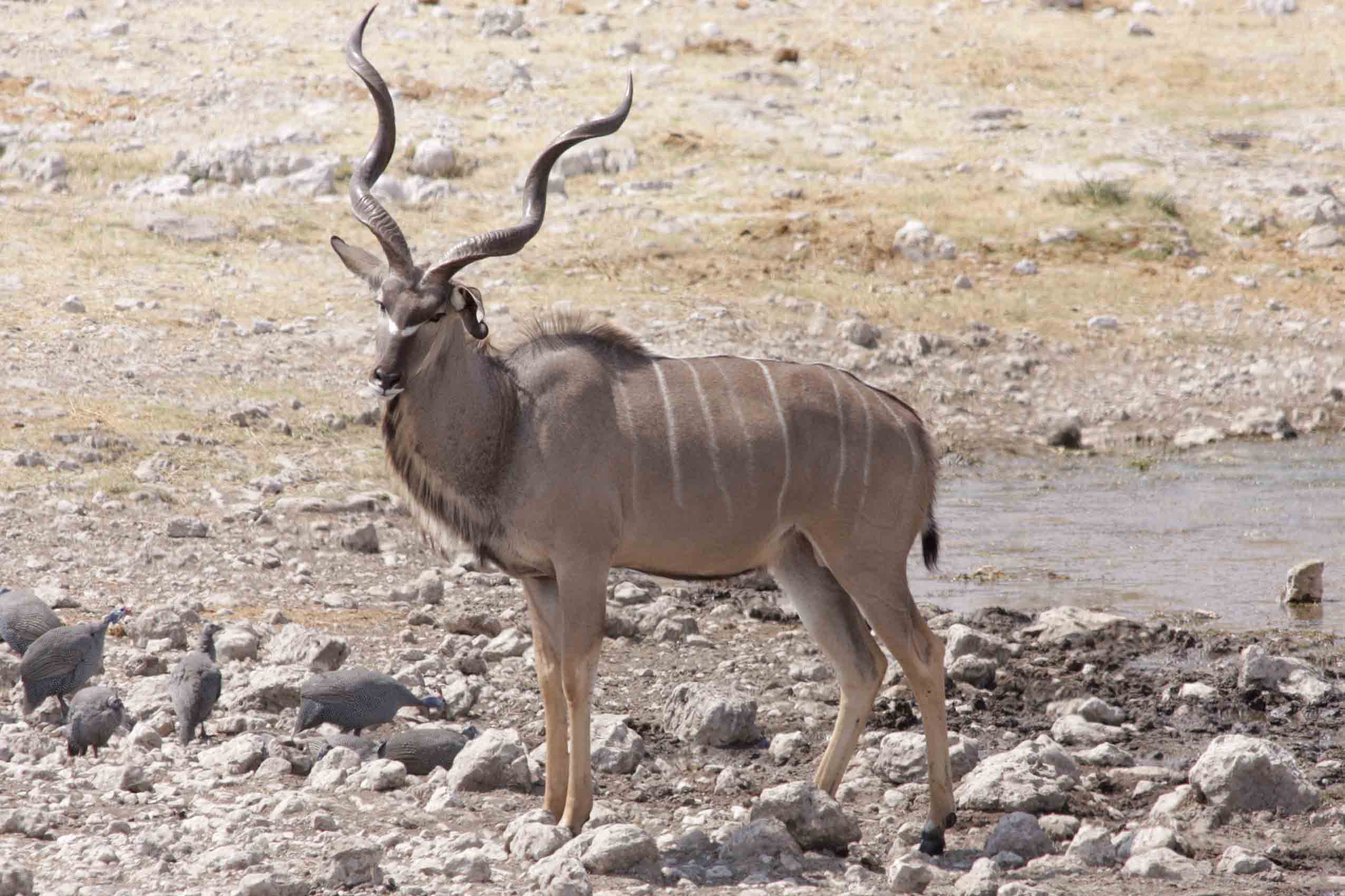 Namibia &amp; Botswana - Etsoha National Park