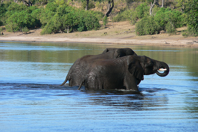 Namibia &amp; Botswana - Elefanten im Chobe River