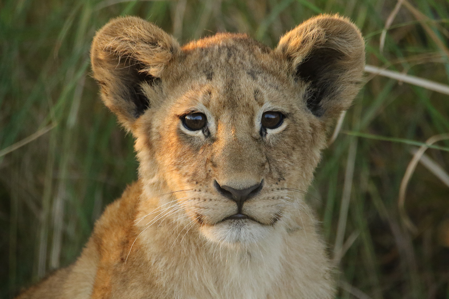Okavango Delta 