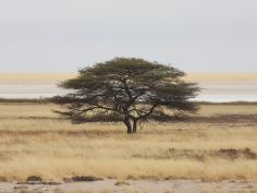 Namibia & Botswana - Etosha National Park