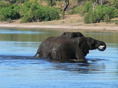 Namibia & Botswana - Elefanten im Chobe River