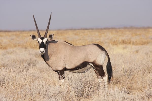 Namibia Entdeckungsreise