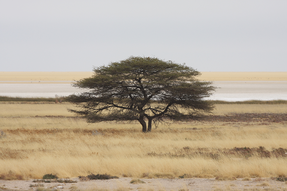 Etosha National Park 