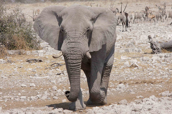Etosha National Park 