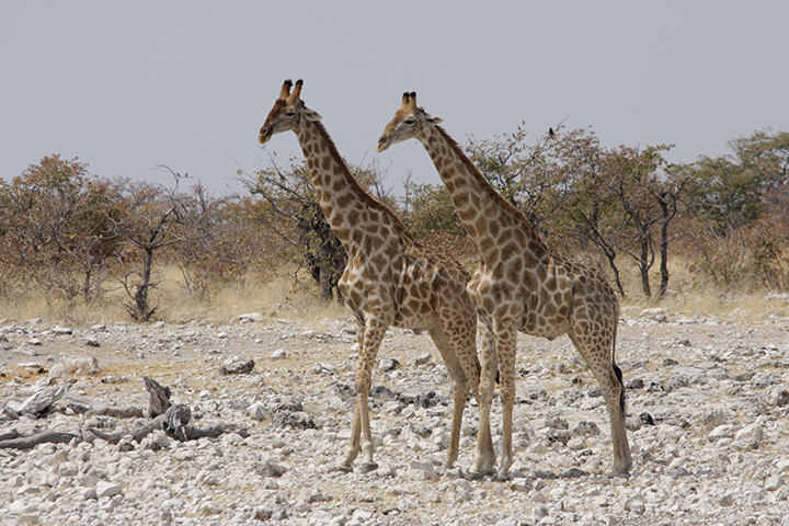 Etosha National Park 