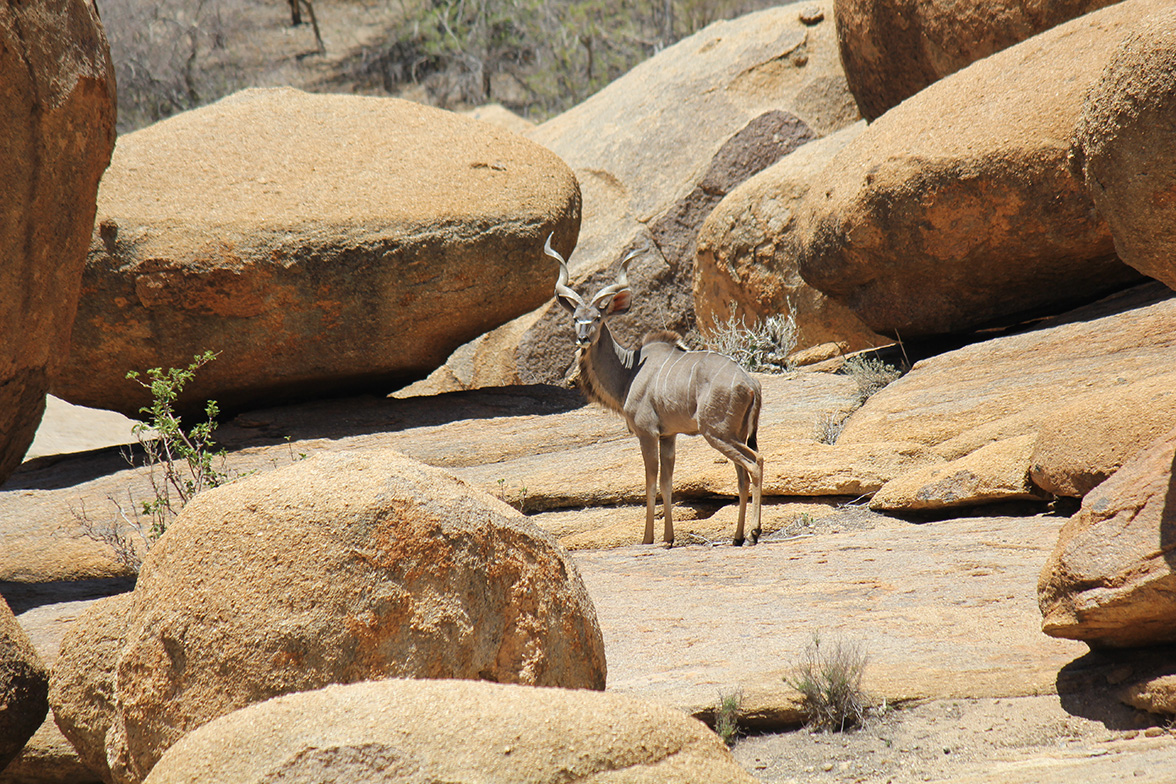Erongo