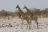 Etosha National Park 