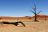 Experience Namibia, Ausflug zum Dead Vlei