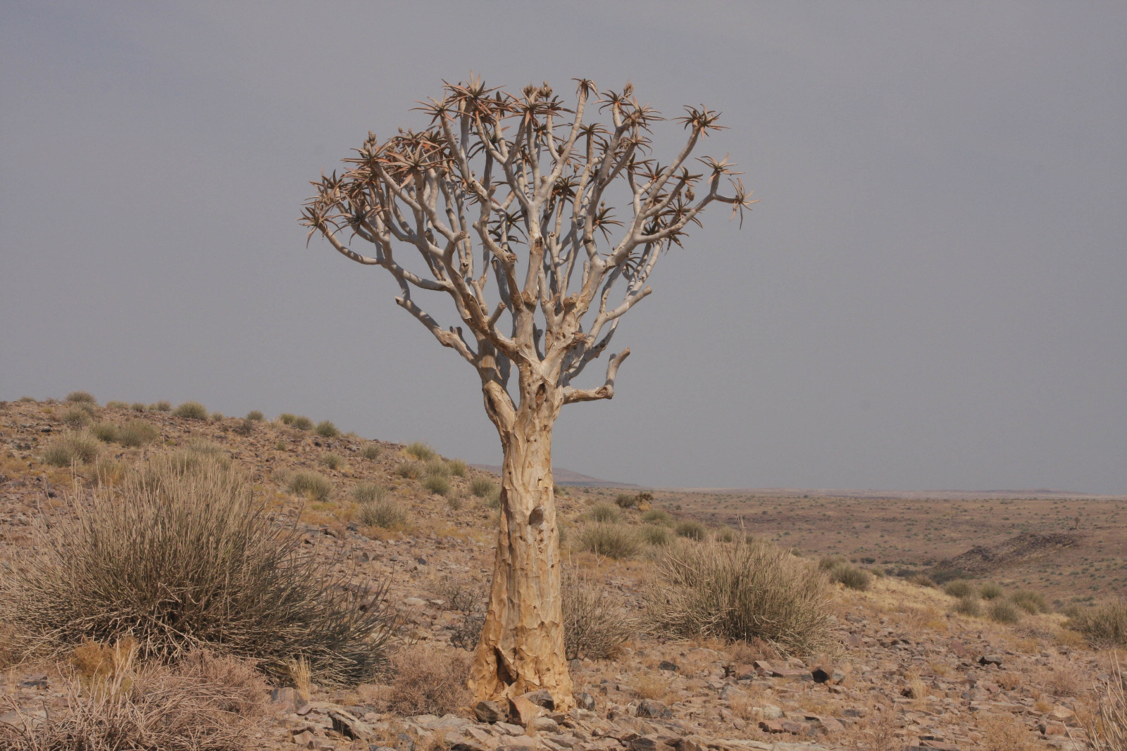Namibias Vielfalt - Köcherbaum