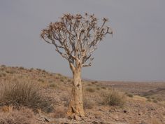 Namibias Vielfalt - Köcherbaum