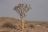 Namibias Vielfalt - Köcherbaum