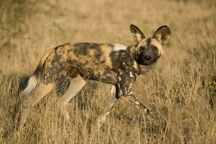 Umfassendes Namibia - Wildhund in Okonjima