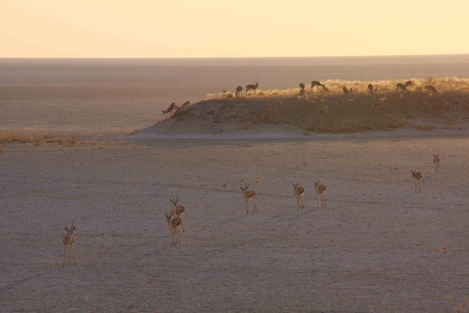 Umfassendes Namibia - Springböcke im Sonnenuntergang