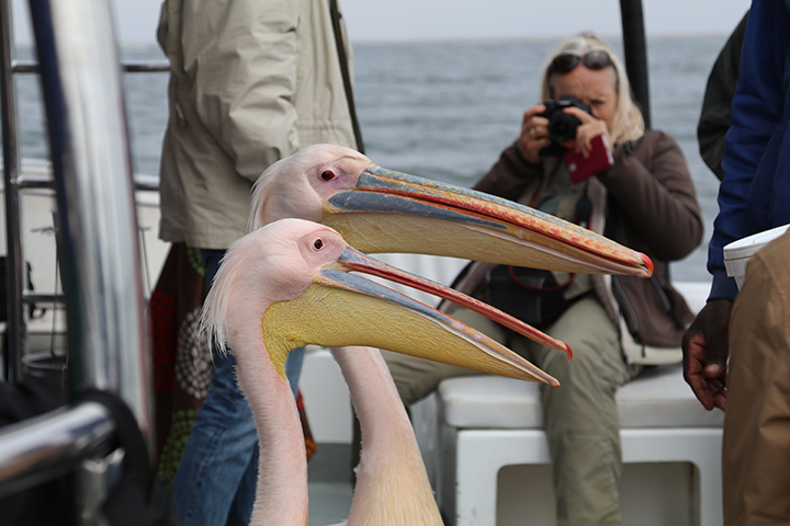 Umfassendes Namibia - Bootsausflug Walvis Bay