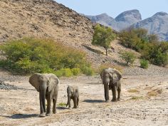 Umfassendes Namibia - Elefanten in der Palmwag Konzession im Damaraland