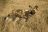 Umfassendes Namibia - Wildhund in Okonjima