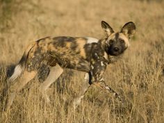 Umfassendes Namibia - Wildhund in Okonjima