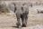 Umfassendes Namibia - Elefant im Etosha National Park