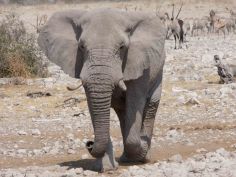 Umfassendes Namibia - Elefant im Etosha National Park
