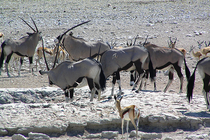 Wild Namibia Adventure