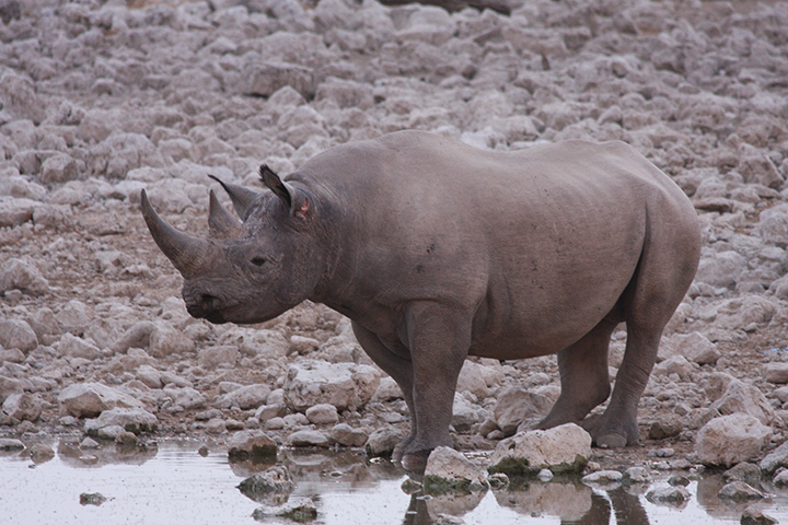 Wilder Caprivi Streifen - Spitzmaulnashorn im Etosha National Park