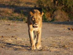 Wilder Caprivi Streifen - Löwe im Chobe National Park