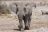 Wilder Caprivi Streifen - Elefant im Etosha National Park