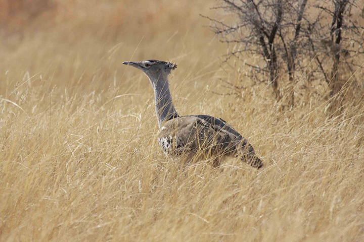 Flying Namibia - Etosha National Park