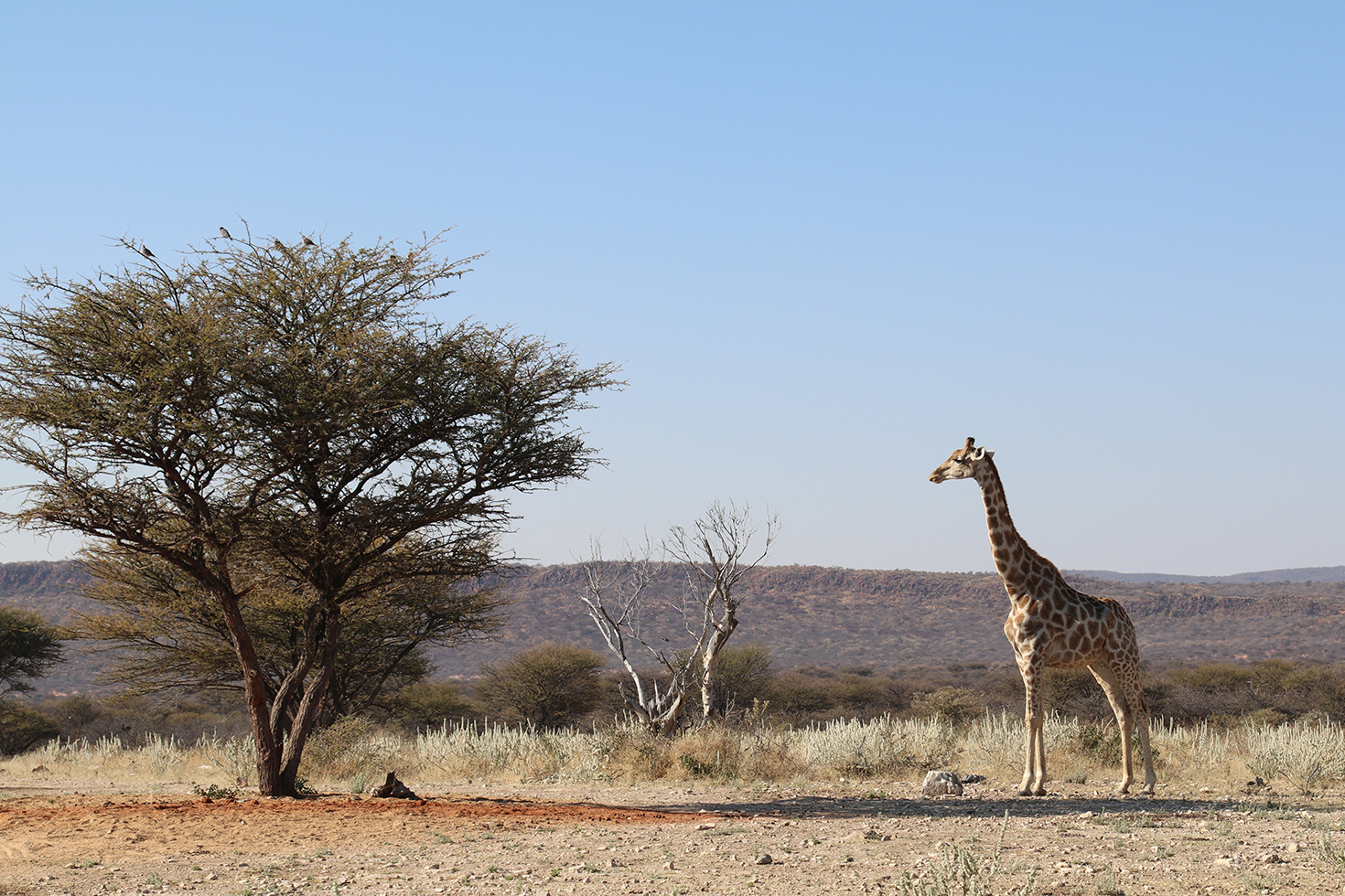 Flying Namibia - Etosha National Park