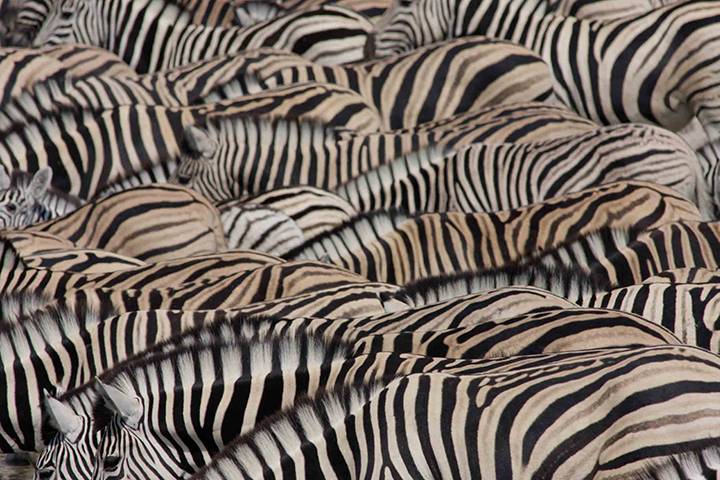 Flying Namibia - Etosha National Park
