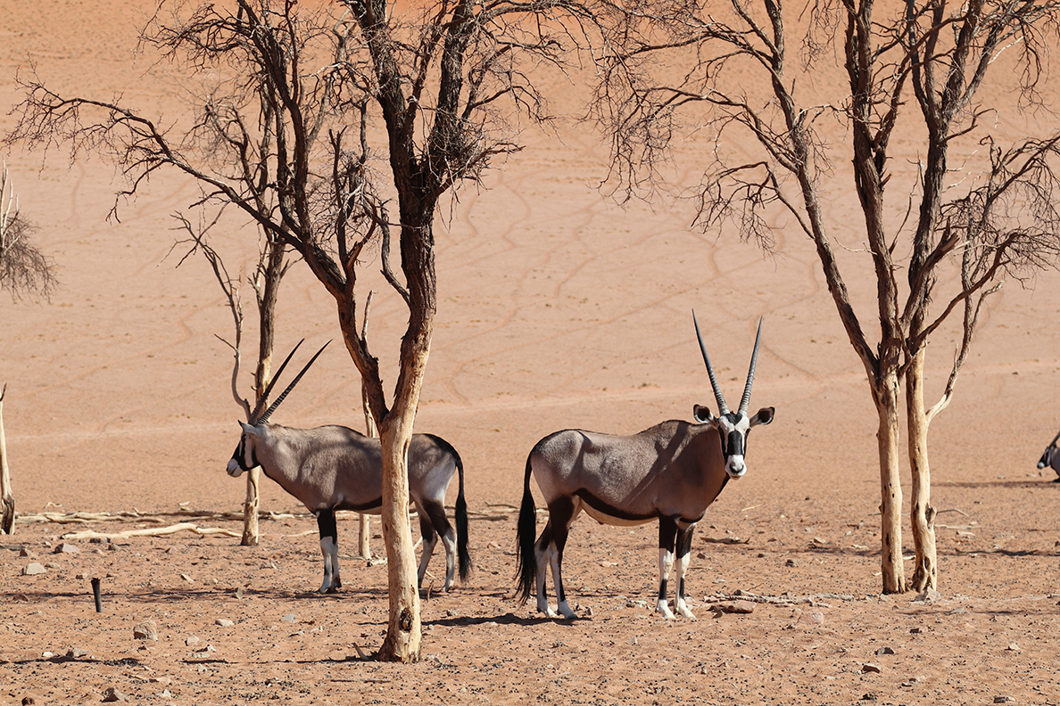 Flying Namibia - Oryx bei Sossusvlei