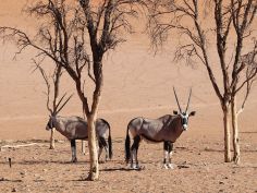 Flying Namibia - Oryx bei Sossusvlei