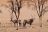 Flying Namibia - Oryx bei Sossusvlei