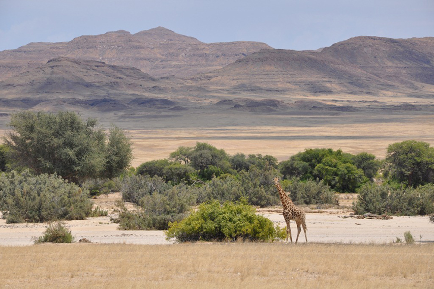 Kaokoland Adventure - Giraffe im Hoarusib Valley